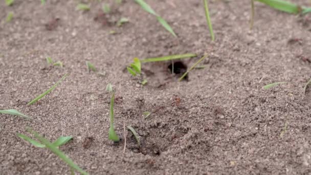 Primer plano de la casa de hormigas. Anillo con muchas hormigas. Insectos corriendo en tierra . — Vídeos de Stock