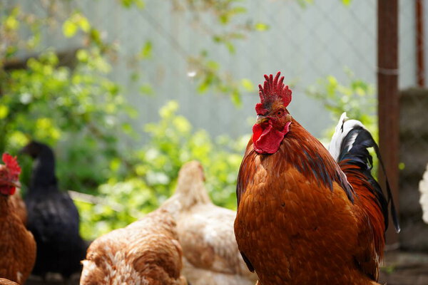 Ordinary red rooster and chickens looking for grains while walking in paddock on farm