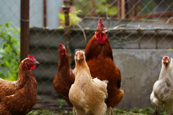 普通的红公鸡和小鸡在农场的围场里散步时寻找谷粒 — 图库照片