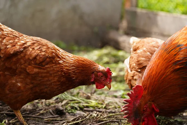 農場のパドックを歩いている間に穀物を探している鶏 — ストック写真