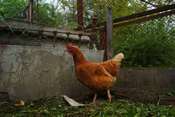 Курица Стоящая Сельском Саду Сельской Местности Крупный План Курицы Стоящей — стоковое фото