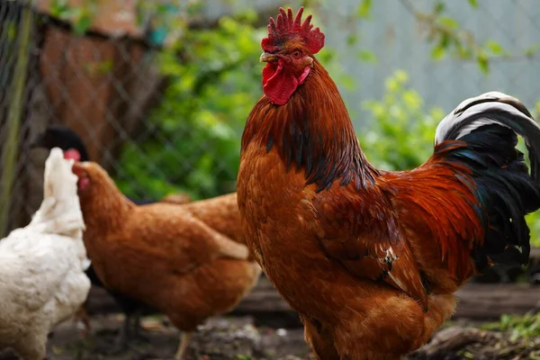 Ordinary Red Rooster Chickens Looking Grains While Walking Paddock Farm — Stock Photo, Image