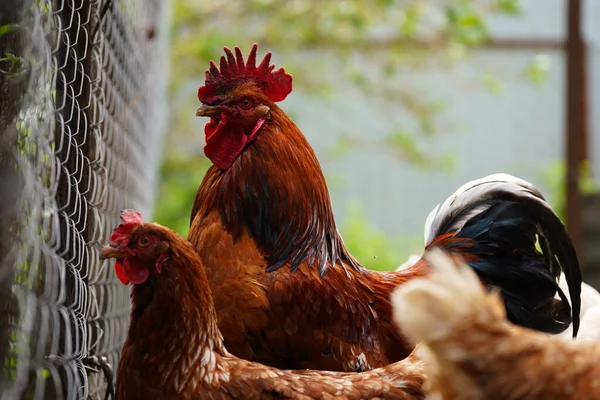 農場のパドックを歩いている間に穀物を探している普通の赤い鶏と鶏 — ストック写真