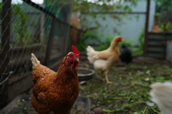 Kuře Hledá Zrna Při Chůzi Ohradě Farmě — Stock fotografie