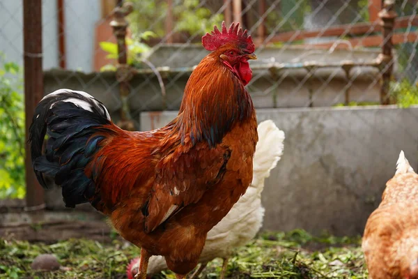 Συνηθισμένο Κόκκινο Κόκορα Και Κοτόπουλα Που Αναζητούν Σπόρους Ενώ Περπάτημα — Φωτογραφία Αρχείου