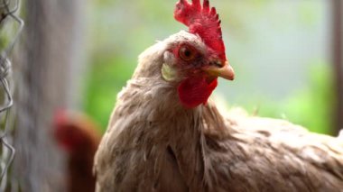 Kırsal kesimde bir bahçede duran tavuk. Arka bahçedeki kümeste tavuk kümesi olan bir tavuğun yanına..