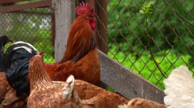 Sıradan kırmızı horoz ve tavuklar çiftlikteki çayırlarda yürürken tahıl arıyorlar.