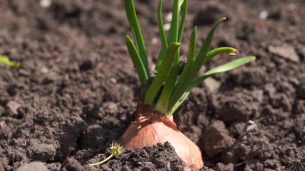 Gros Plan Culture Oignon Dans Jardin Oignon Fleurs Dans Sol — Video