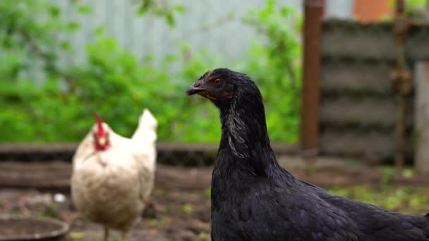 Курица Стоящая Сельском Саду Сельской Местности Крупный План Курицы Стоящей — стоковое видео