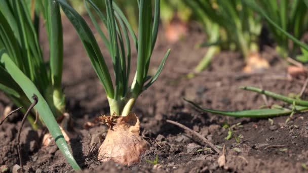 Zbliżenie Uprawy Cebuli Ogrodzie Cebula Kwitnąca Ziemi — Wideo stockowe