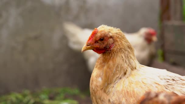 Pollo Pie Jardín Rural Campo Primer Plano Pollo Pie Cobertizo — Vídeos de Stock