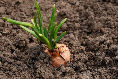 Bahçede soğan yetiştirmeye yakın. Toprakta çiçek açan soğan.