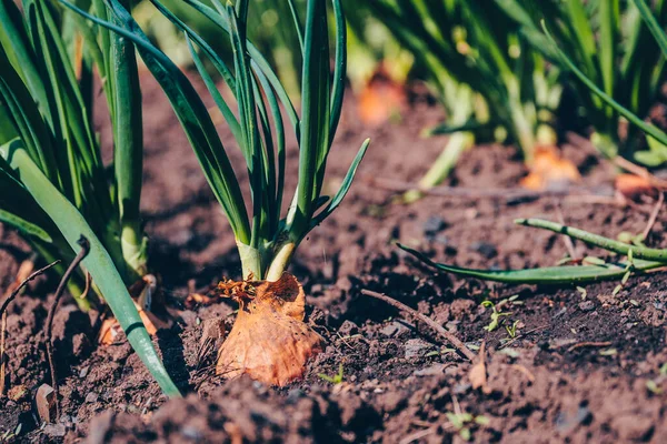 Primer plano de cultivo de cebolla en el jardín. Cebolla en flor en el suelo. Concepto de espacio para su texto . —  Fotos de Stock