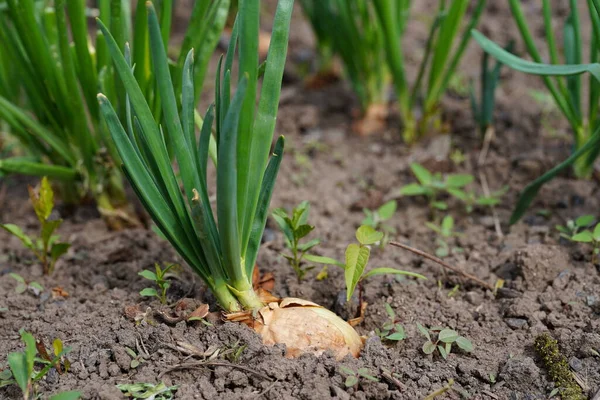 Primer Plano Cultivo Cebolla Jardín Cebolla Flor Suelo — Foto de Stock