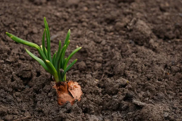 Primer Plano Cultivo Cebolla Jardín Cebolla Flor Suelo —  Fotos de Stock