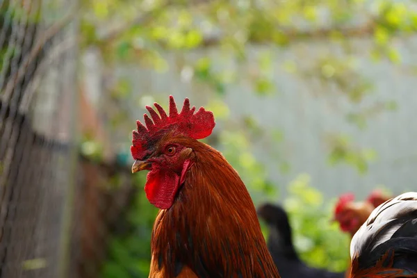 パドックで大人の鶏の閉鎖。威厳のあるコック屋外の肖像. — ストック写真