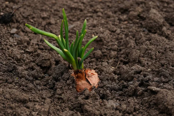 Primer Plano Cultivo Cebolla Jardín Cebolla Flor Suelo — Foto de Stock