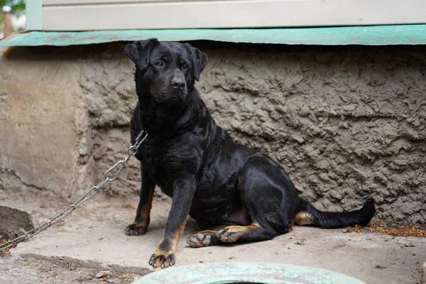 Un grosso cane nero su una catena sorveglia la casa. Cane da guardia — Foto Stock