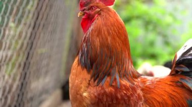 Yetişkin horoz otlakta. Dışarıdaki görkemli aletin portresi.