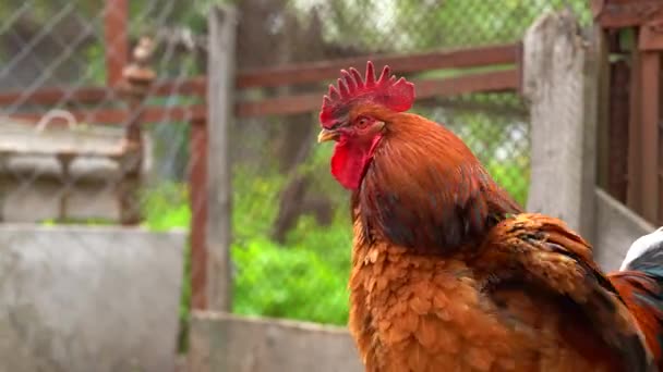 coq adulte dans le enclos. Portrait de coq majestueux en plein air