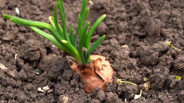 Close Growing Onion Garden Blooming Onion Ground — Stock Video