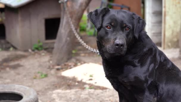 En stor svart hund på en kedja vaktar huset. Vakthund — Stockvideo