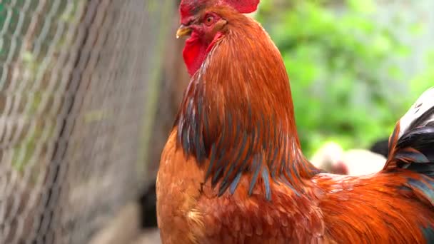 coq adulte dans le enclos. Portrait de coq majestueux en plein air