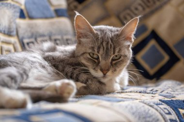 Kanepede yatan evcil kedi portresi. Kanepede dinlenen kediciği kapat.