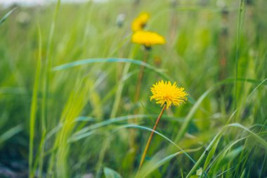 Yeşil çimenlikteki sarı karahindibaları kapatın. Topraktan fışkıran toplar.