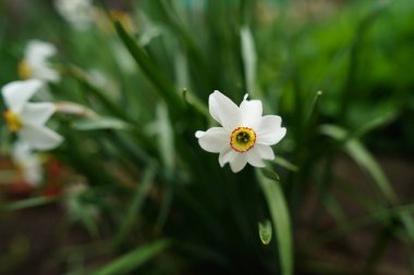 Yeşil bulanık arkaplandaki beyaz narsisi kapat. Açık havada güneşli havada güzel bir çiçek.