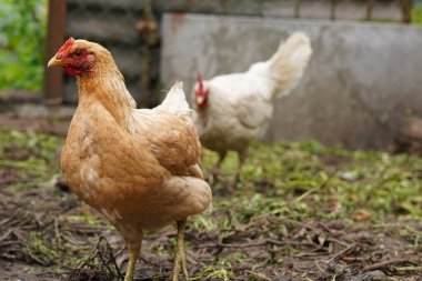 Kırsal kesimde bir bahçede duran tavuk. Arka bahçedeki kümeste tavuk kümesi olan bir tavuğun yanına..