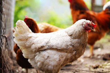 Tavuklar çiftlikteki çayırlarda yürürken tahıl ararlar.