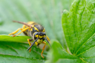 Tehlikeli sarı ve siyah çizgili sıradan eşekarısı yaprakların üzerinde oturur.