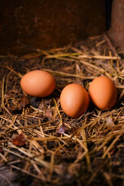 Yeşil bulanık arkaplandaki beyaz narsisi kapat. Açık havada güneşli havada güzel bir çiçek.