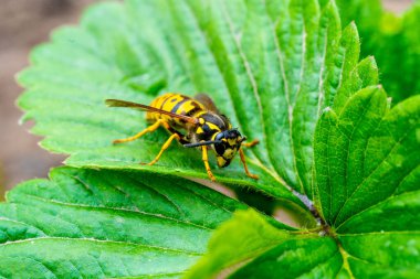Tehlikeli sarı ve siyah çizgili sıradan eşekarısı yaprakların üzerinde oturur.