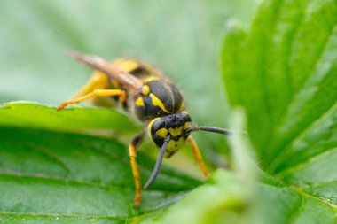 Tehlikeli sarı ve siyah çizgili sıradan eşekarısı yaprakların üzerinde oturur.