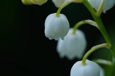 Çok güzel bir nekahat portresi. Yeşil yaprakların arka planındaki beyaz çanları kapat.