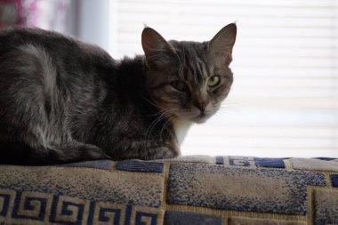 Kanepede yatan evcil kedi portresi. Kanepede dinlenen kediciği kapat.