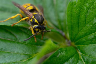 Tehlikeli sarı ve siyah çizgili sıradan eşekarısı yaprakların üzerinde oturur.