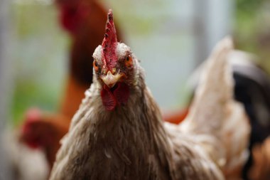 Tavuklar çiftlikteki çayırlarda yürürken tahıl ararlar.