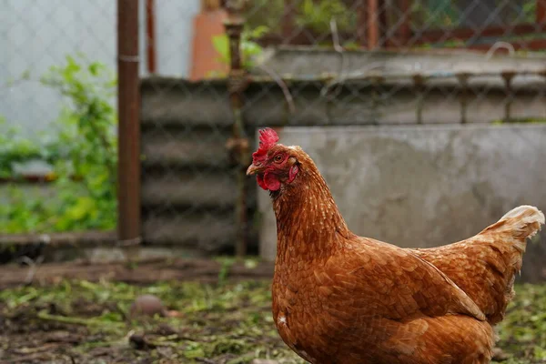 田舎の田舎の庭に立っている鶏 鶏小屋の裏庭に立っている鶏のクローズアップ — ストック写真