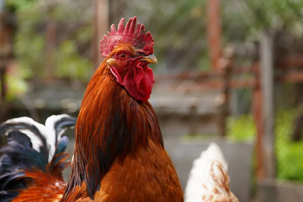 Adult Rooster Paddock Portrait Stately Cock Outdoor — Stock Photo, Image