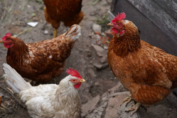 Chicken standing on a rural garden in the countryside. Close up of a chicken standing on a backyard shed with chicken coop.