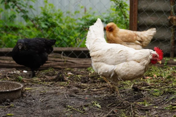 Poulets Cherchent Grain Tout Marchant Dans Enclos Sur Une Ferme — Photo