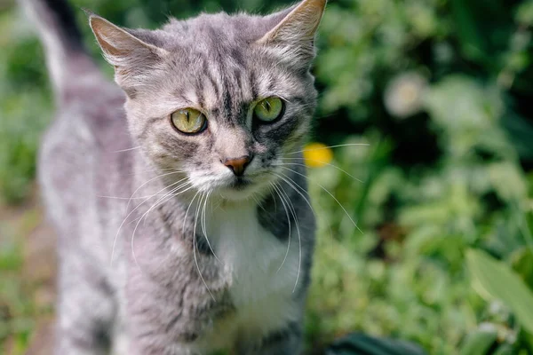 Portrét Domácí Kočky Procházející Zelené Zahradě Zblízka Kočička Těší Přírodu — Stock fotografie