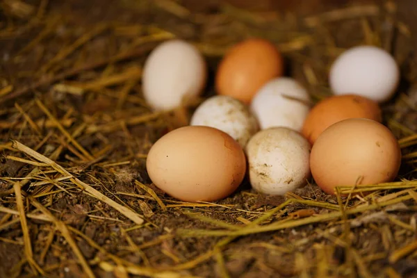 Närbild Hemlagade Hönsägg Marken — Stockfoto