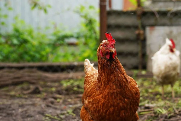 小鸡站在农村的一个花园上 一只小鸡站在一个有鸡舍的后院小屋附近 — 图库照片
