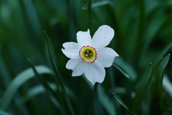 Primer Plano Narciso Blanco Sobre Fondo Borroso Verde Hermosa Flor —  Fotos de Stock