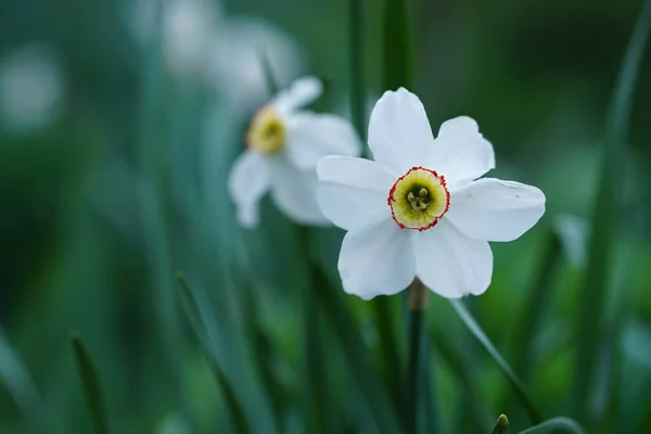 Primer Plano Narciso Blanco Sobre Fondo Borroso Verde Hermosa Flor —  Fotos de Stock