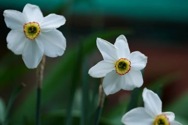 Primer Plano Narciso Blanco Sobre Fondo Borroso Verde Hermosa Flor —  Fotos de Stock